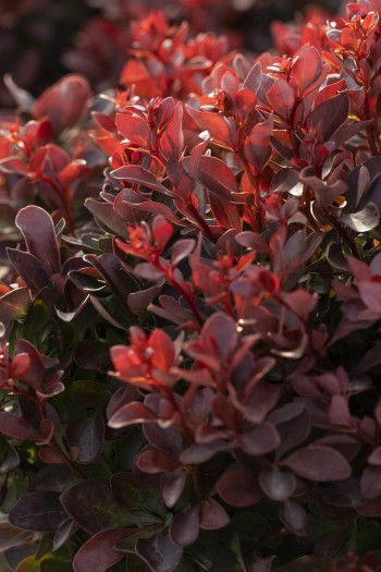 Барбарис тунберга Пигми Руби|Berberis thunbergii ‘Pygruzam’ Pygmy Ruby|Барбарис тунберга Пігмі Рубі